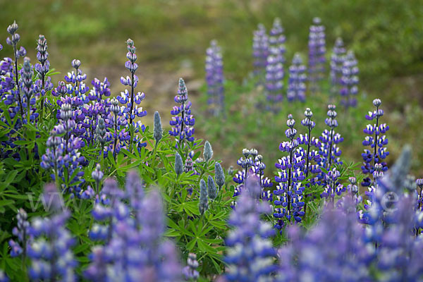 Alaska-Lupine (Lupinus nootkatensis)