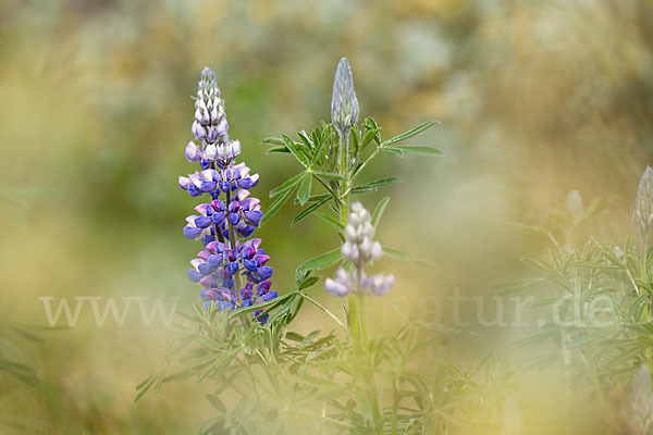 Alaska-Lupine (Lupinus nootkatensis)