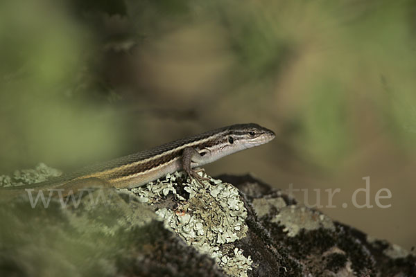 Algerischer Sandläufer (Psammodromus algirus)