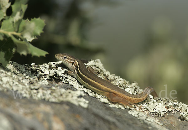 Algerischer Sandläufer (Psammodromus algirus)