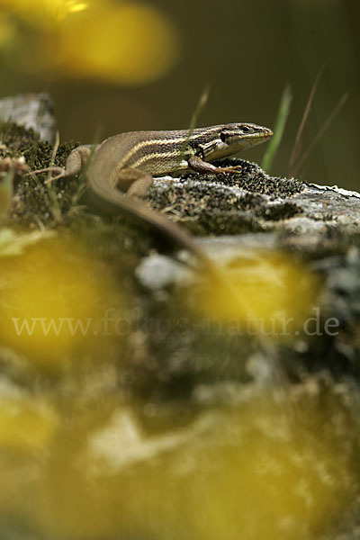 Algerischer Sandläufer (Psammodromus algirus)