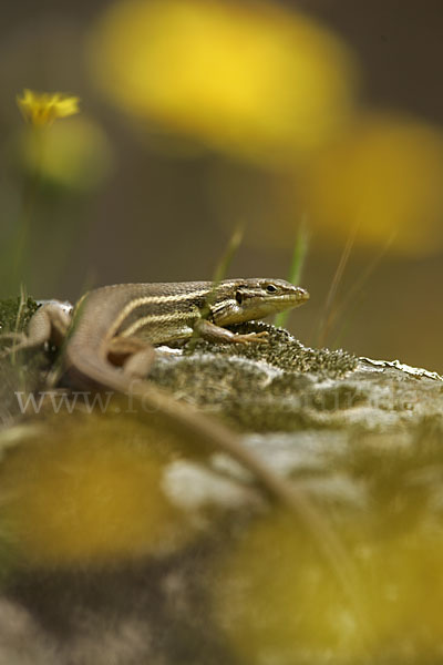 Algerischer Sandläufer (Psammodromus algirus)