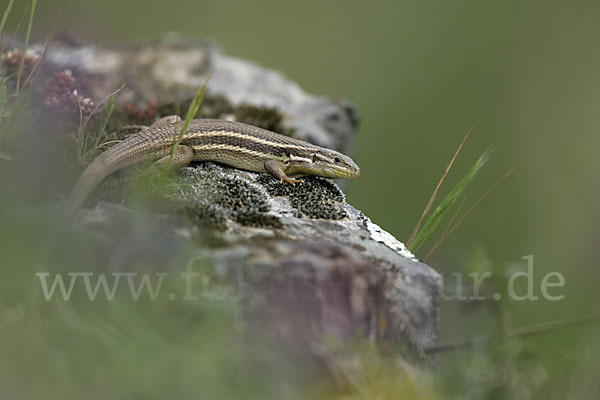 Algerischer Sandläufer (Psammodromus algirus)