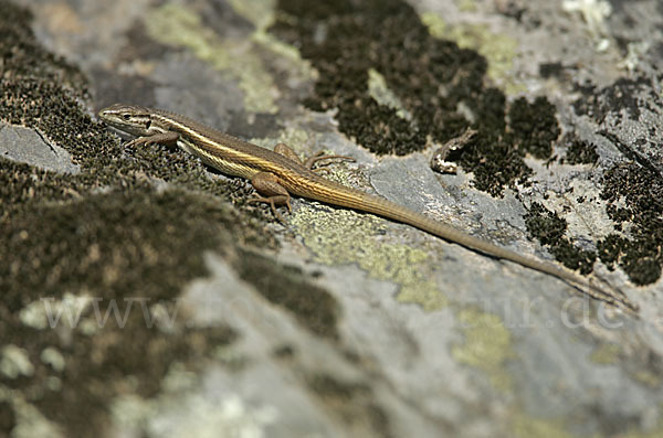 Algerischer Sandläufer (Psammodromus algirus)