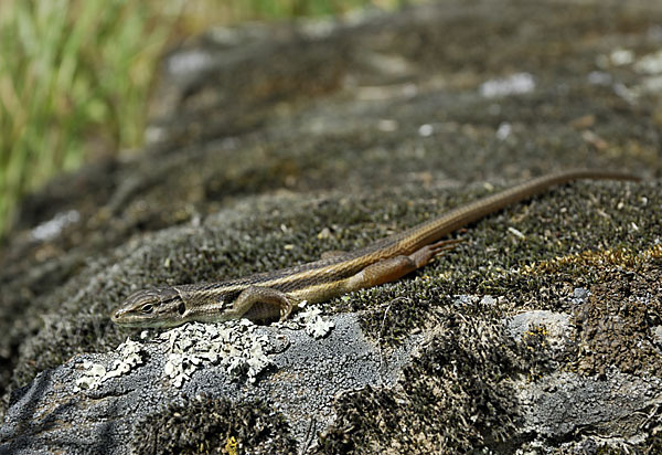 Algerischer Sandläufer (Psammodromus algirus)