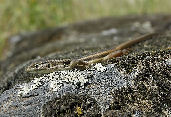 Algerischer Sandläufer (Psammodromus algirus)