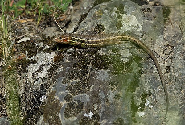 Algerischer Sandläufer (Psammodromus algirus)