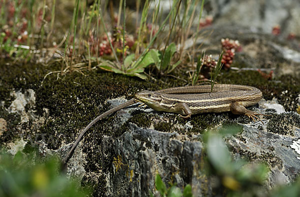 Algerischer Sandläufer (Psammodromus algirus)