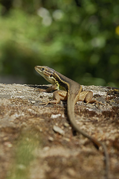 Algerischer Sandläufer (Psammodromus algirus)