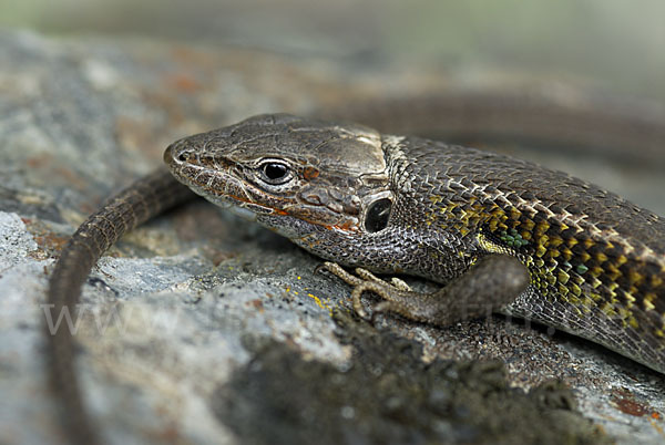 Algerischer Sandläufer (Psammodromus algirus)