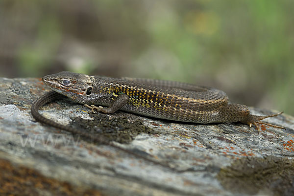 Algerischer Sandläufer (Psammodromus algirus)