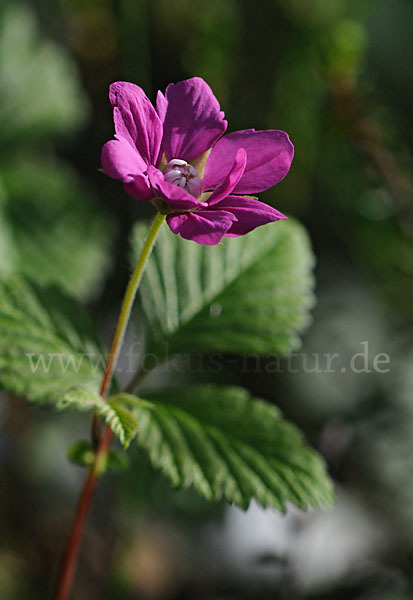 Allackerbeere (Rubus arcticus)