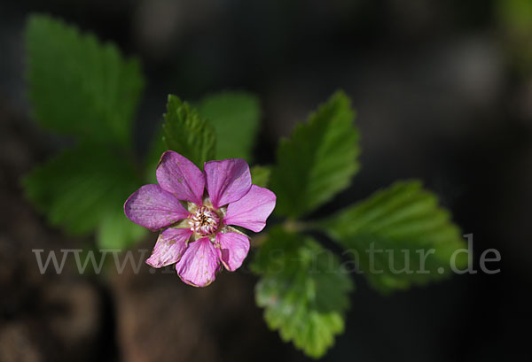 Allackerbeere (Rubus arcticus)