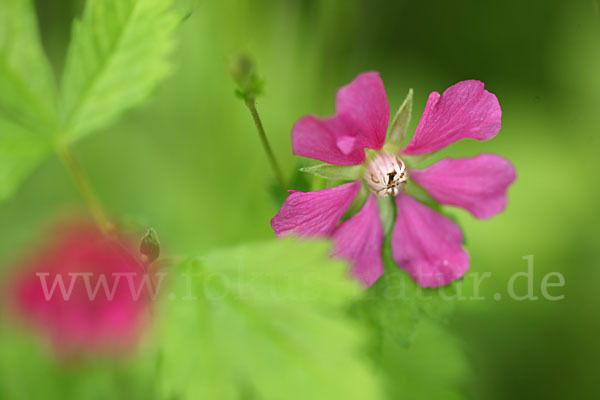 Allackerbeere (Rubus arcticus)