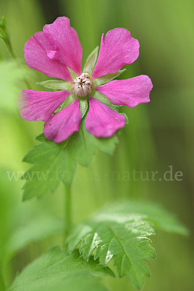 Allackerbeere (Rubus arcticus)