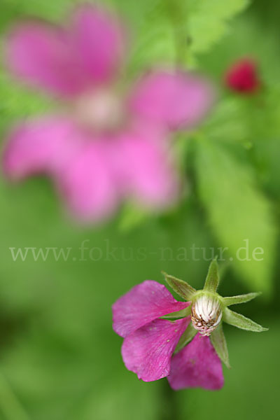 Allackerbeere (Rubus arcticus)