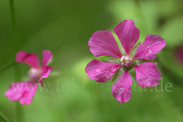 Allackerbeere (Rubus arcticus)