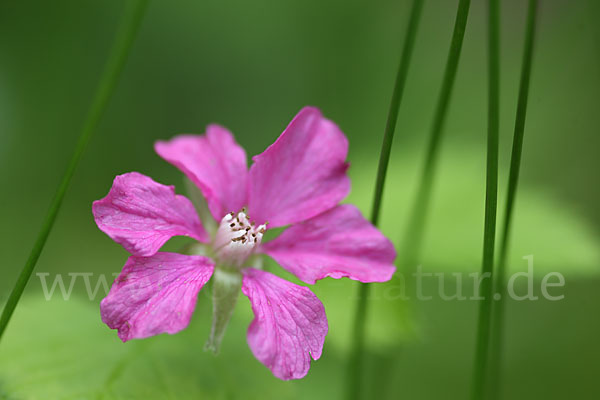 Allackerbeere (Rubus arcticus)