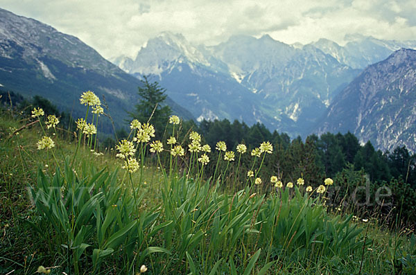 Allermannsharnisch (Allium victorialis)