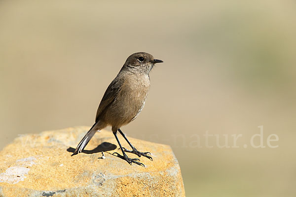 Almenschmätzer (Cercomela sordida)