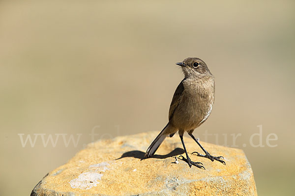 Almenschmätzer (Cercomela sordida)