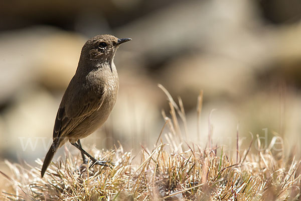 Almenschmätzer (Cercomela sordida)