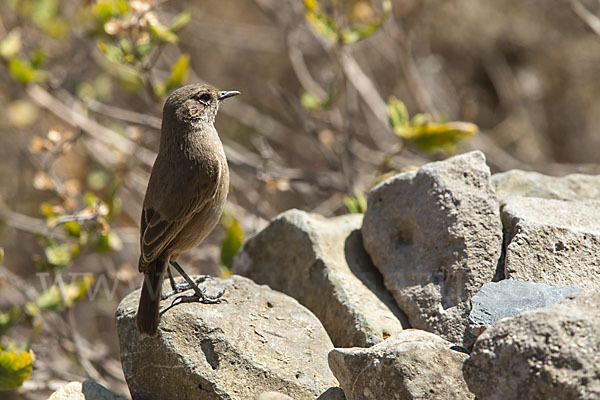 Almenschmätzer (Cercomela sordida)