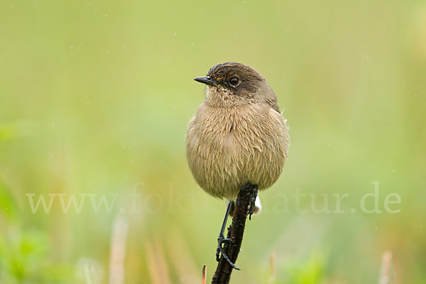 Almenschmätzer (Cercomela sordida)