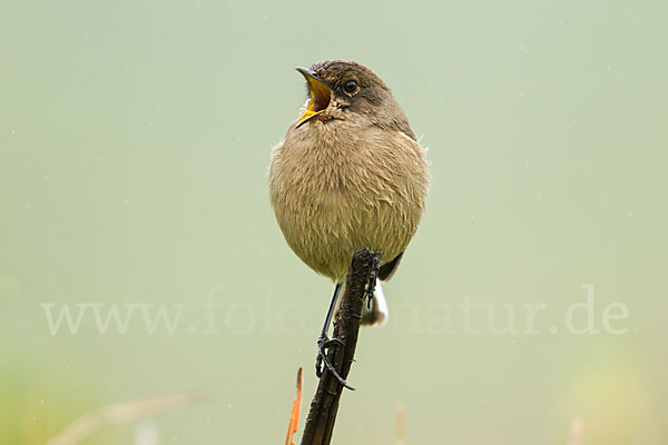 Almenschmätzer (Cercomela sordida)