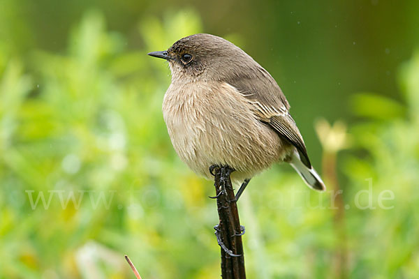 Almenschmätzer (Cercomela sordida)