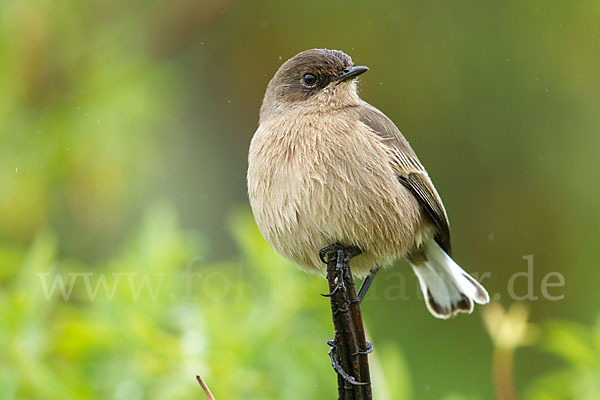 Almenschmätzer (Cercomela sordida)