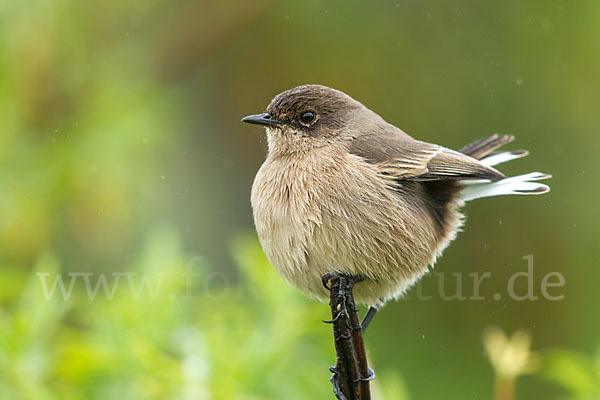 Almenschmätzer (Cercomela sordida)