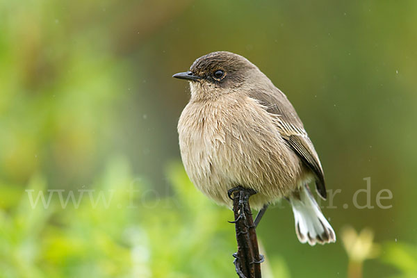 Almenschmätzer (Cercomela sordida)