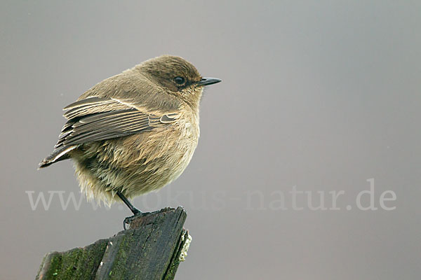 Almenschmätzer (Cercomela sordida)