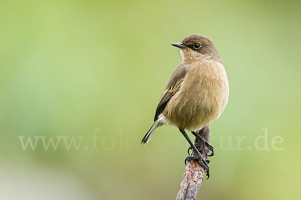 Almenschmätzer (Cercomela sordida)