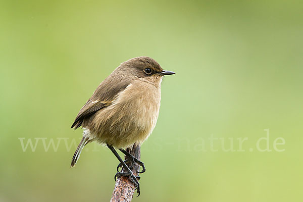 Almenschmätzer (Cercomela sordida)