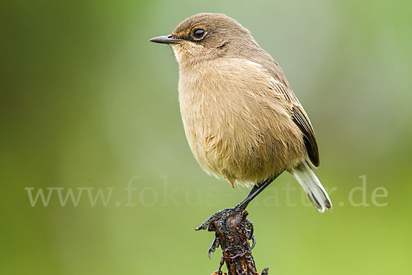 Almenschmätzer (Cercomela sordida)