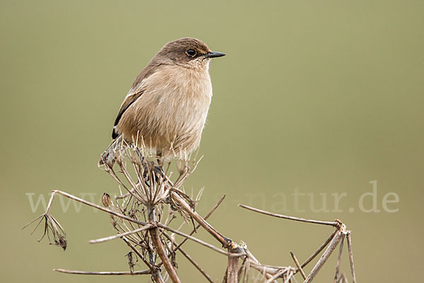 Almenschmätzer (Cercomela sordida)