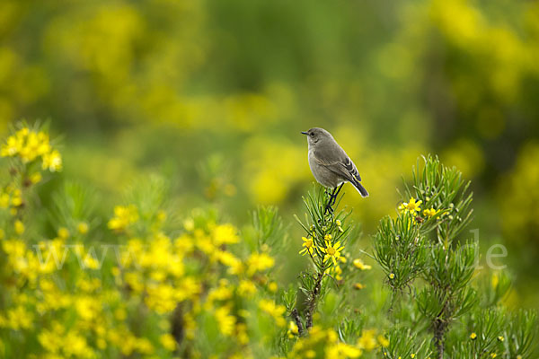 Almenschmätzer (Pinarochroa sordida)