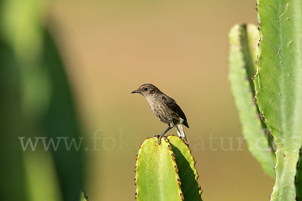 Almenschmätzer (Pinarochroa sordida)