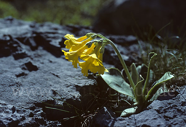 Alpen-Aurikel (Primula auricula)