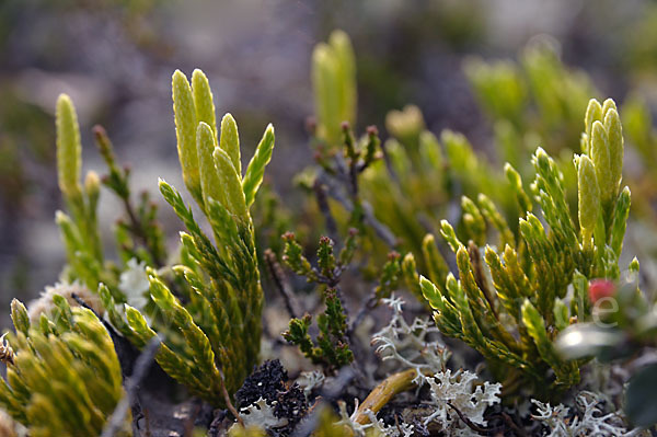 Alpen-Flachbärlapp (Diphasiastrum alpinum)