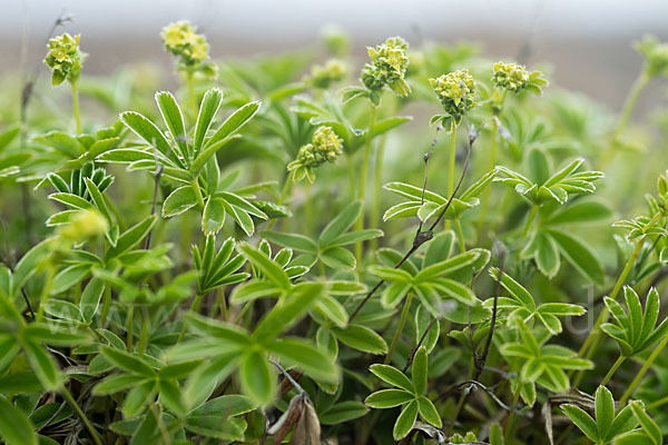 Alpen-Frauenmantel (Alchemilla alpina)