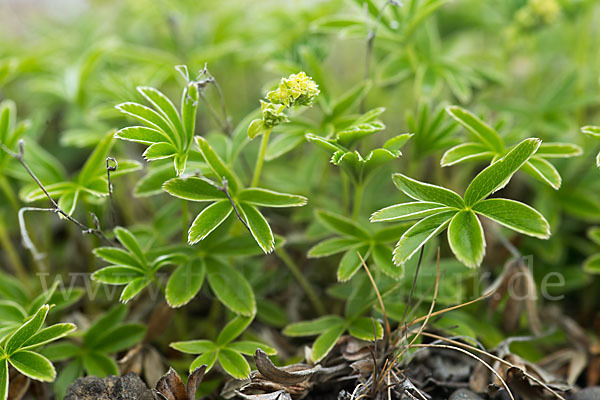 Alpen-Frauenmantel (Alchemilla alpina)