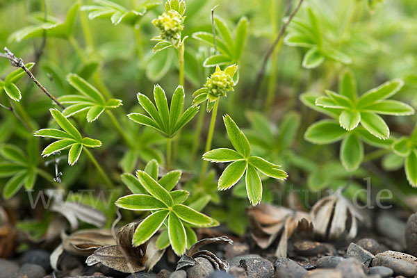 Alpen-Frauenmantel (Alchemilla alpina)