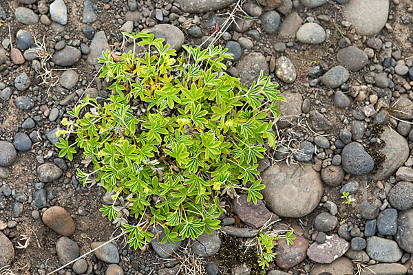 Alpen-Frauenmantel (Alchemilla alpina)