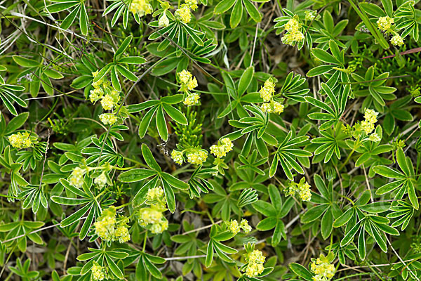 Alpen-Frauenmantel (Alchemilla alpina)