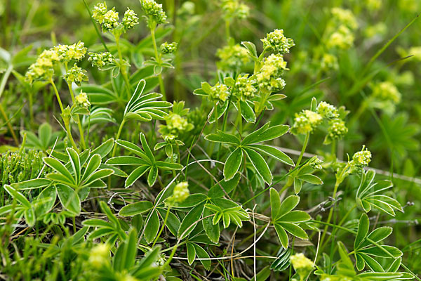 Alpen-Frauenmantel (Alchemilla alpina)