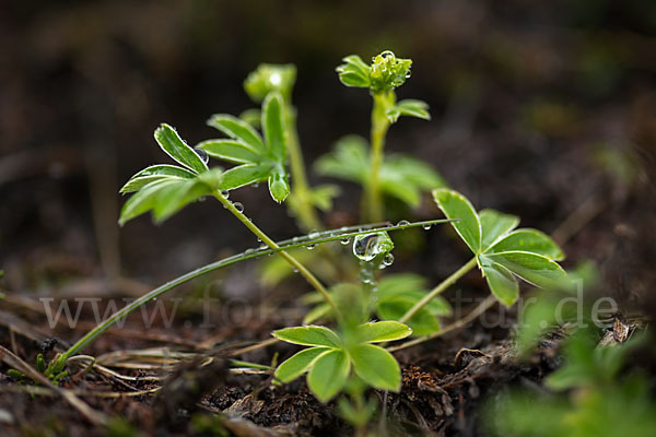 Alpen-Frauenmantel (Alchemilla alpina)