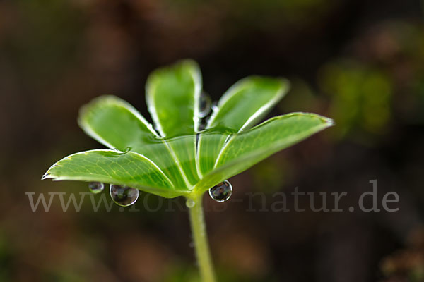 Alpen-Frauenmantel (Alchemilla alpina)